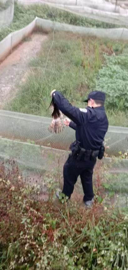 嘉禾：警民合力救助受伤的雕鸮