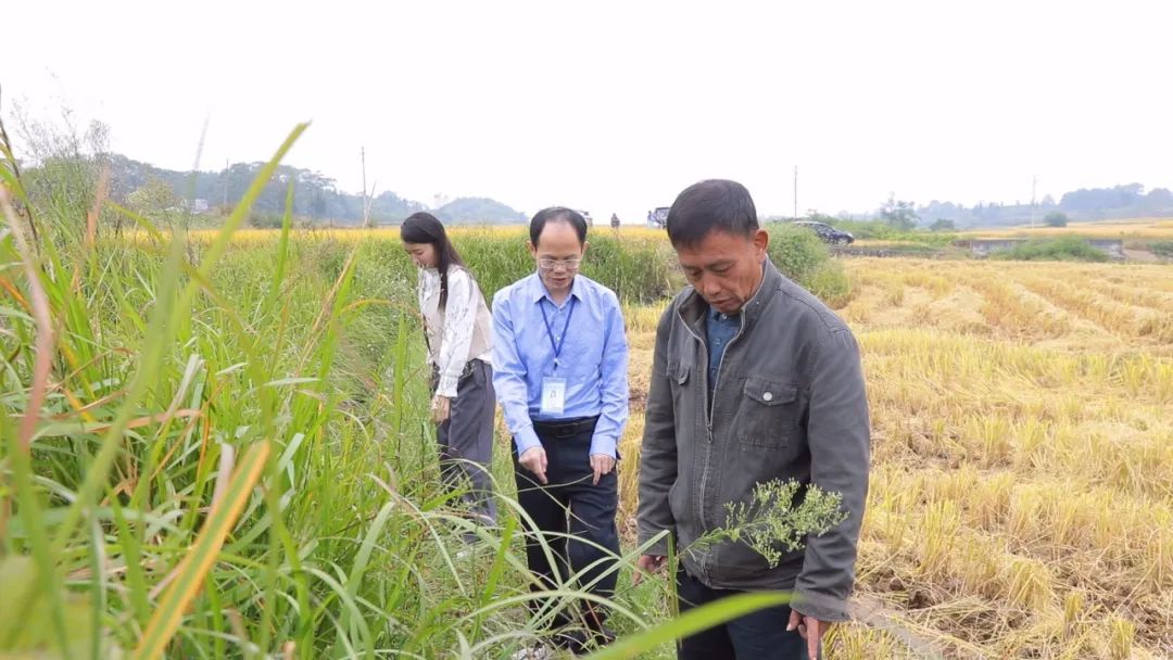 嘉禾县纪委监委：田间监督解民忧 畅通沟渠保灌溉