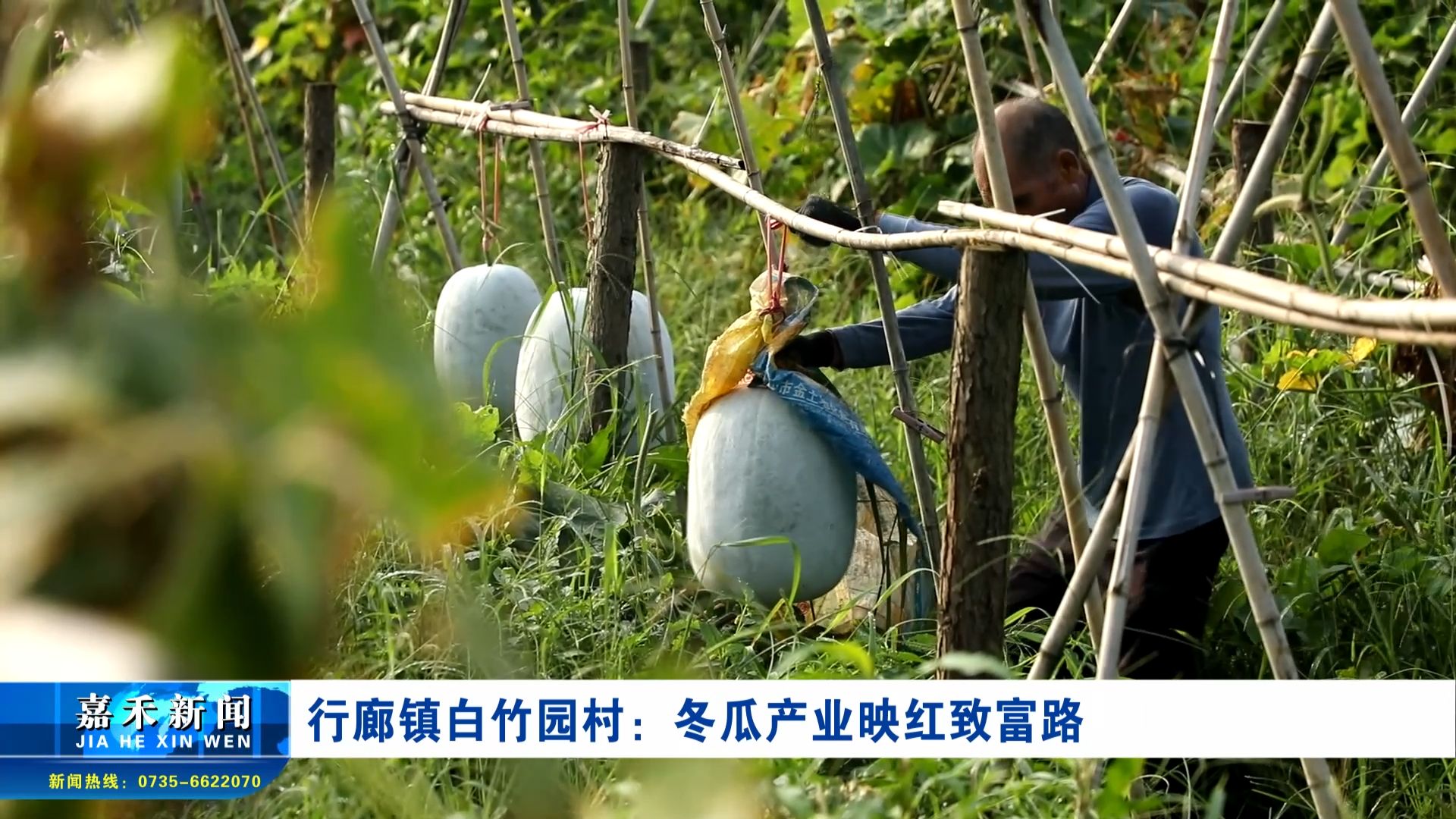 行廊鎮(zhèn)白竹園村：冬瓜產(chǎn)業(yè)映紅致富路