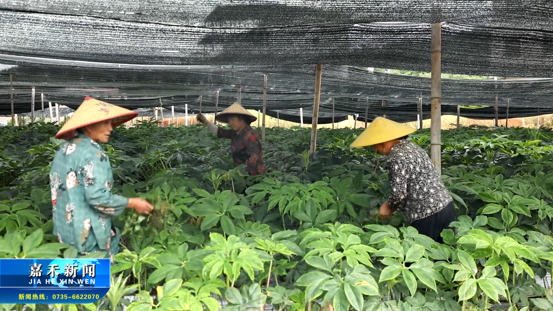 石橋鎮(zhèn)仙人橋村：百畝魔芋園讓土地生“金”