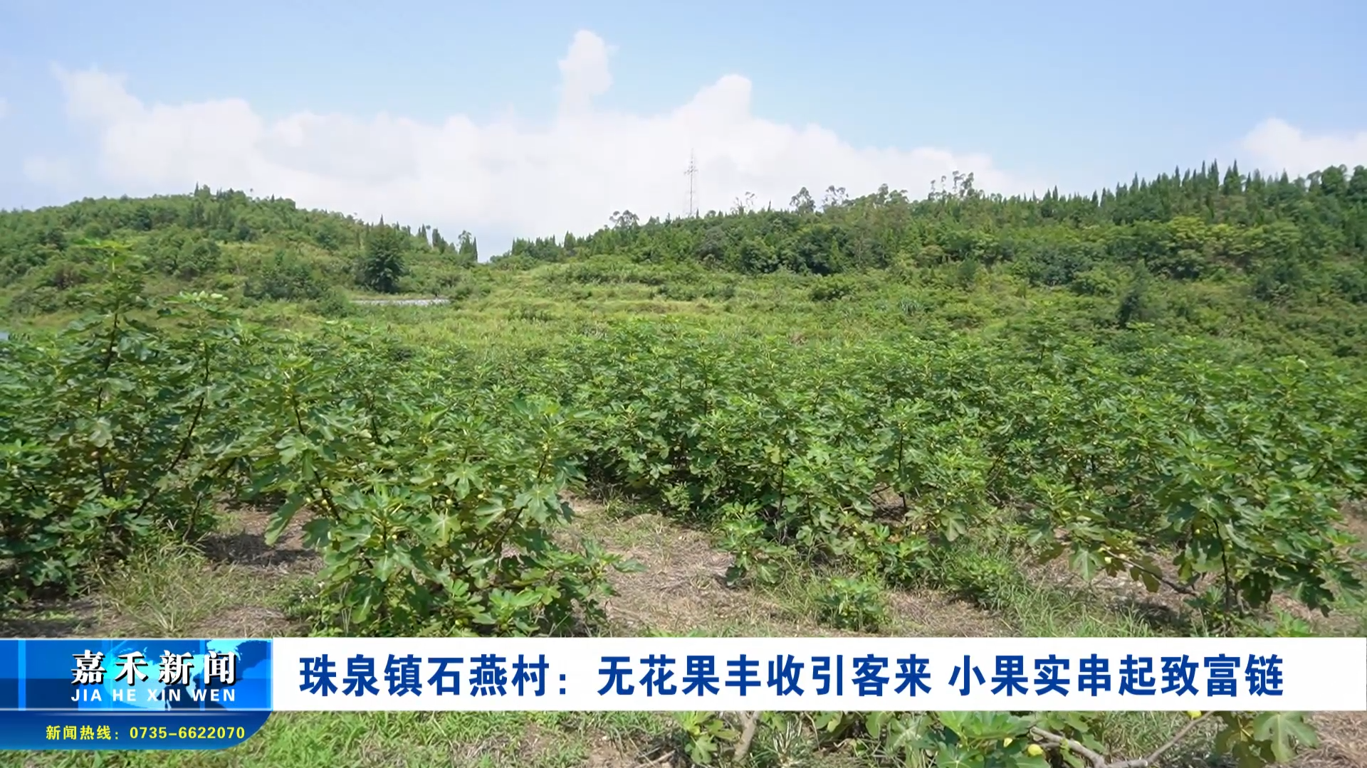 珠泉鎮(zhèn)石燕村：無花果豐收引客來 小果實(shí)串起致富鏈