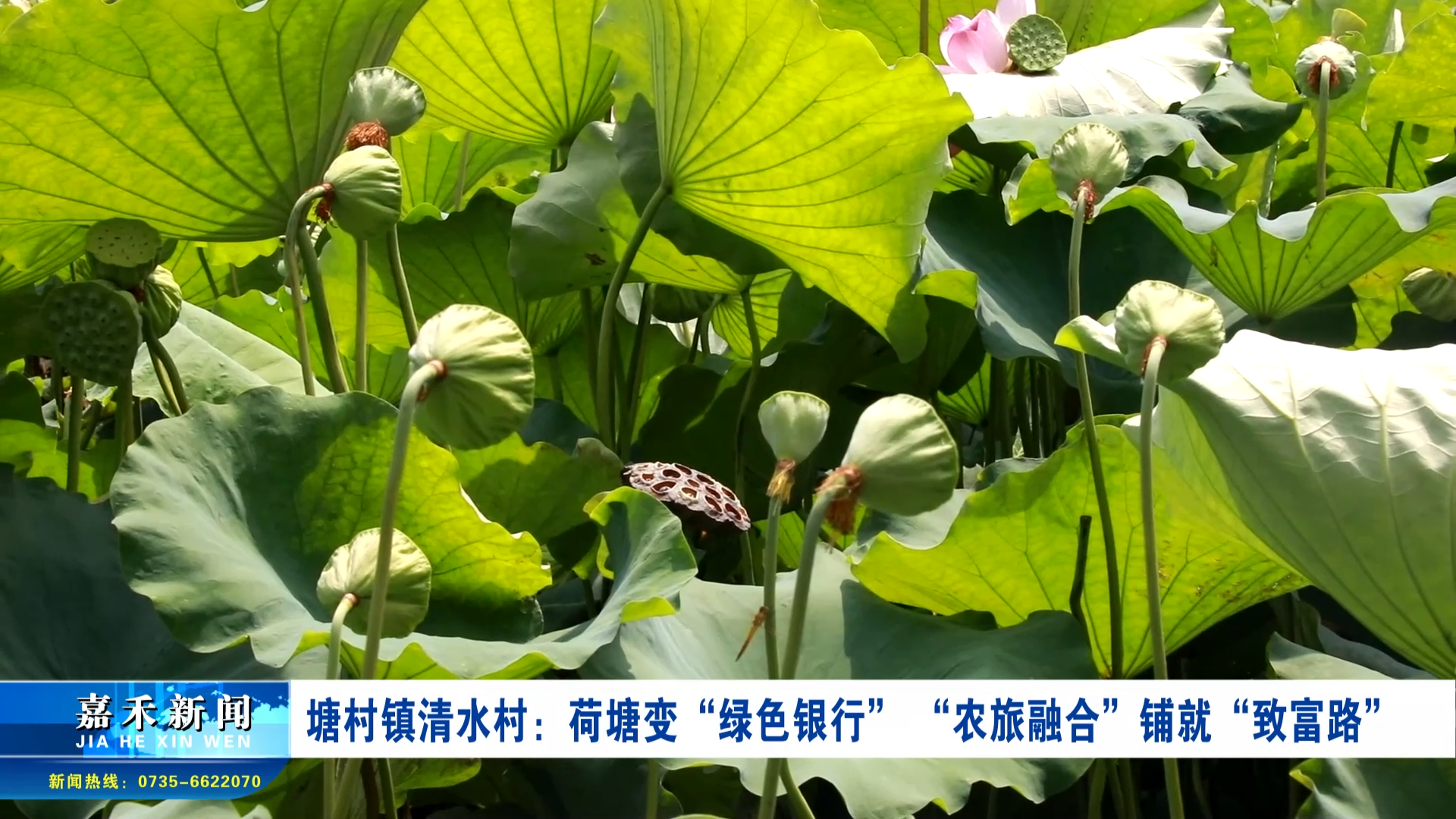 塘村鎮(zhèn)清水村：荷塘變“綠色銀行”  “農(nóng)旅融合”鋪就“致富路”