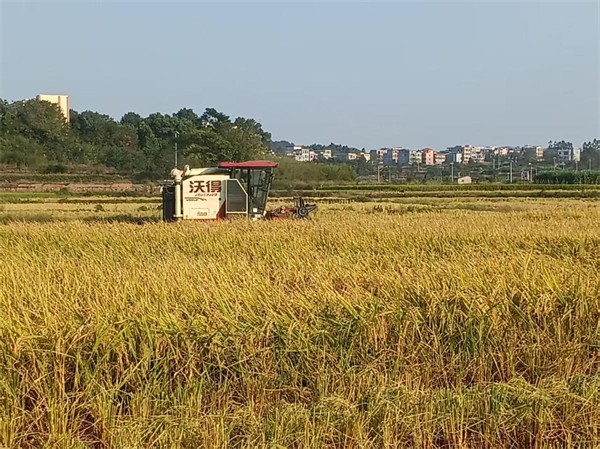 嘉禾县石桥镇：1.3万亩晚稻开镰财政“绿色通道”助力秋收
