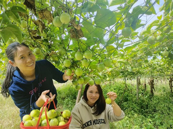 石桥镇石门村：百香果飘香 丰收奏响致富强音