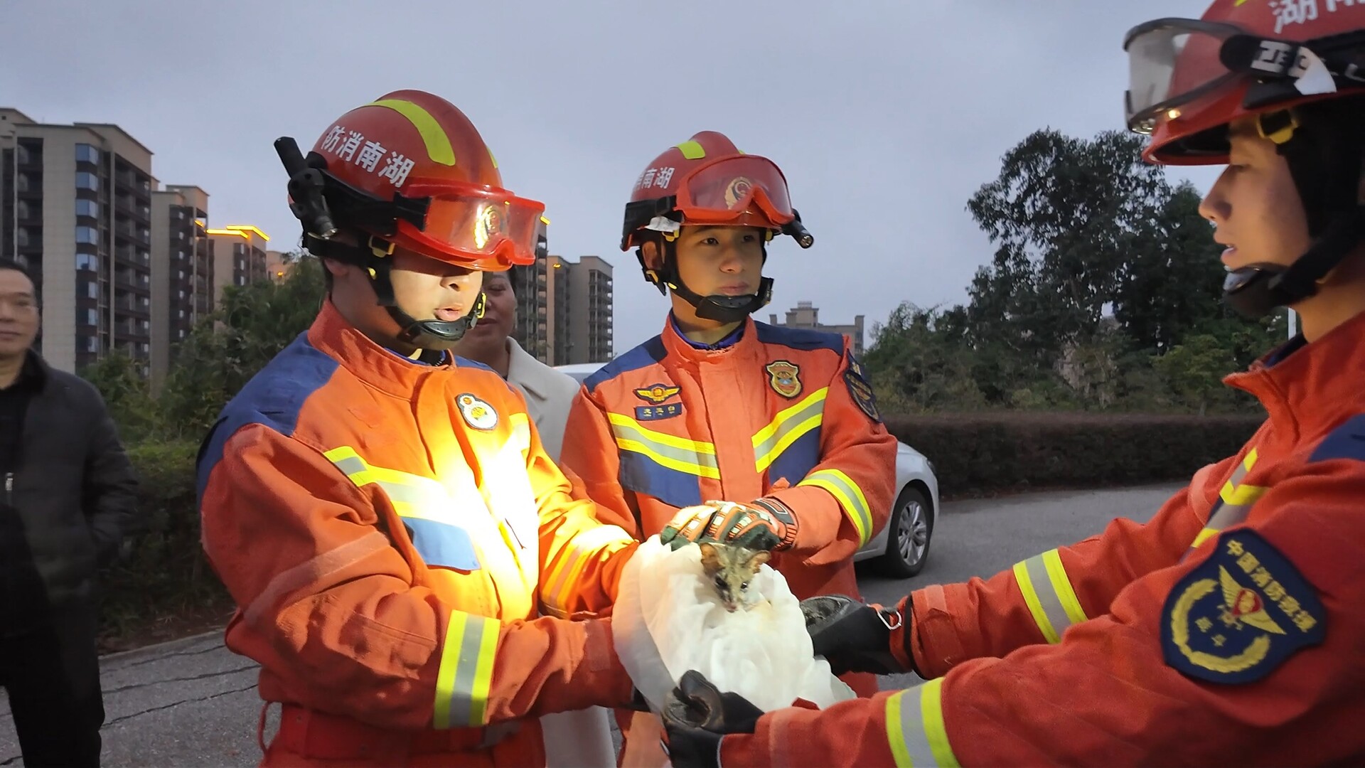 萌猫出没！我县救助并放生国家二级保护动物斑林狸