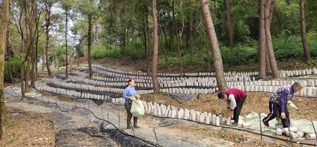 嘉禾县石桥镇石仙村：林下生金绘就生态致富新画卷