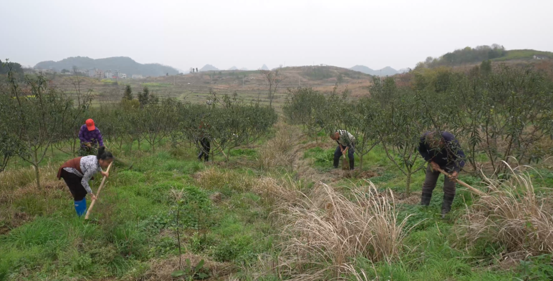 人勤春早·春耕备耕 | 嘉禾县广发镇圳头村：花椒产业激活乡村增收新动能