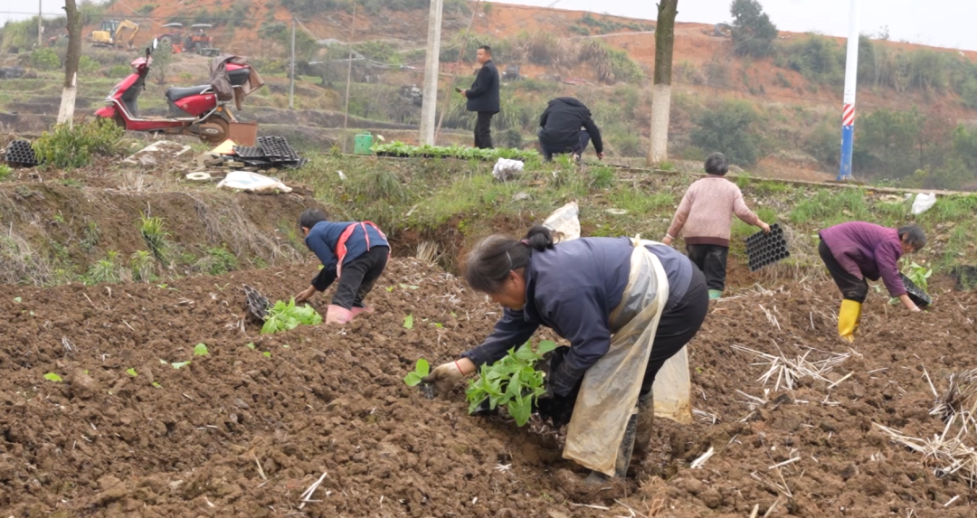 人勤春早·春耕备耕 | 嘉禾县：烟叶移栽正当时 已完成移栽面积2.3万亩