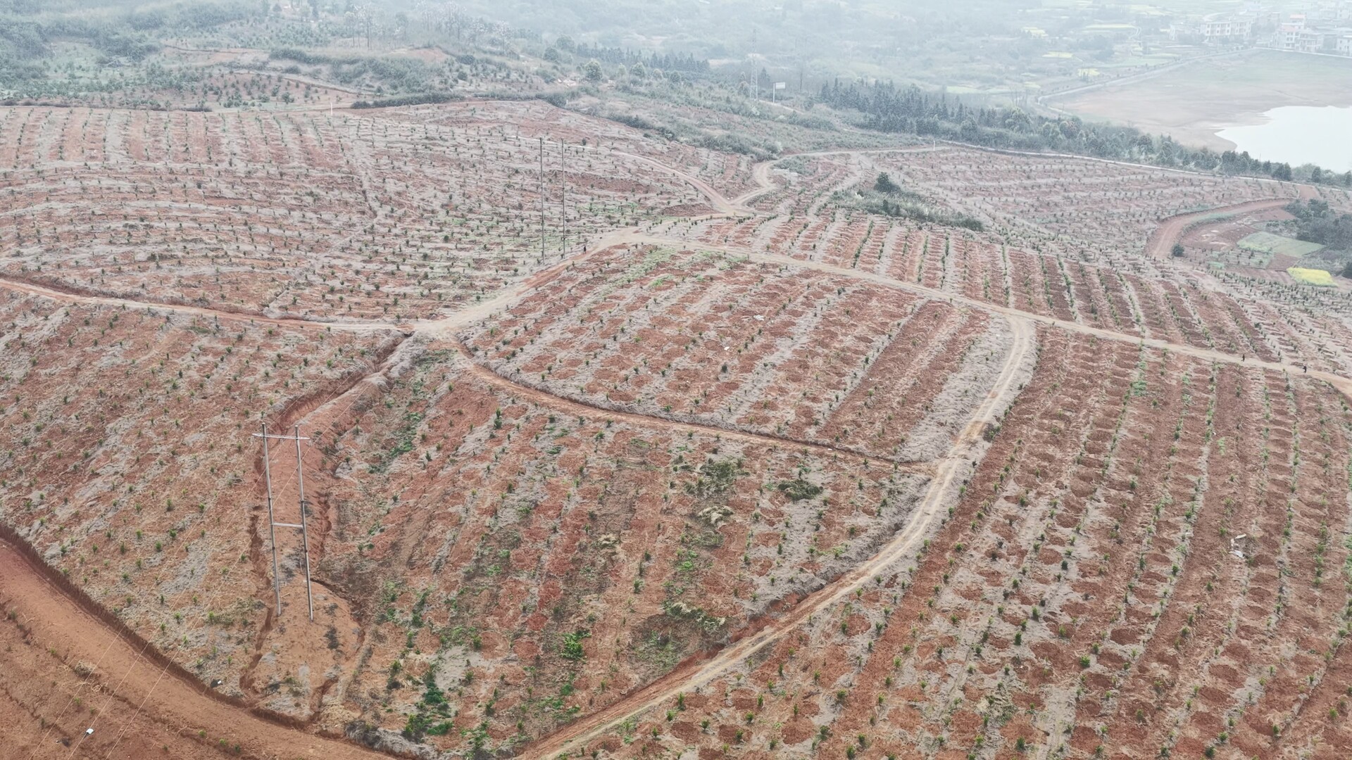 嘉禾塘村蜂糖李产业扩面提质 技术赋能助推乡村振兴