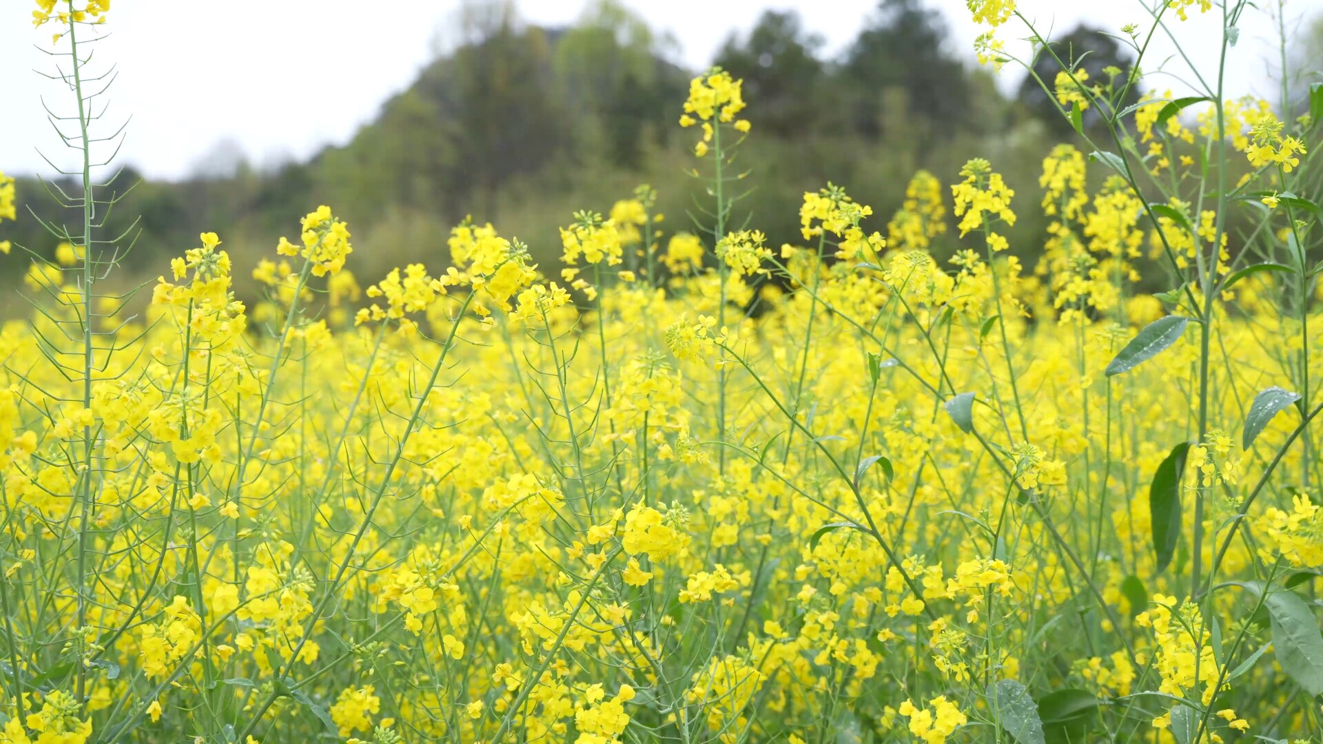嘉禾农技下沉力保5.8万亩油菜稳产