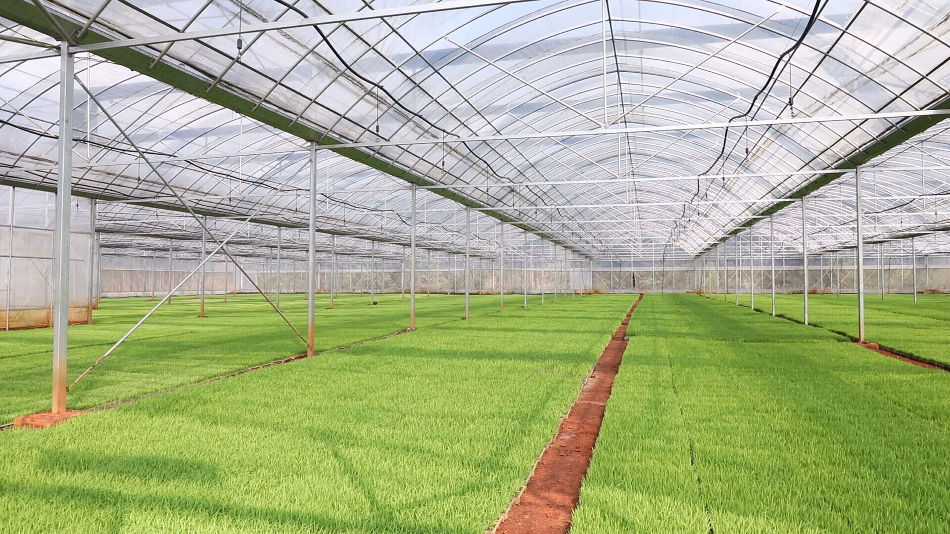 普满乡：育秧大棚绿意浓 春耕备耕有序推进