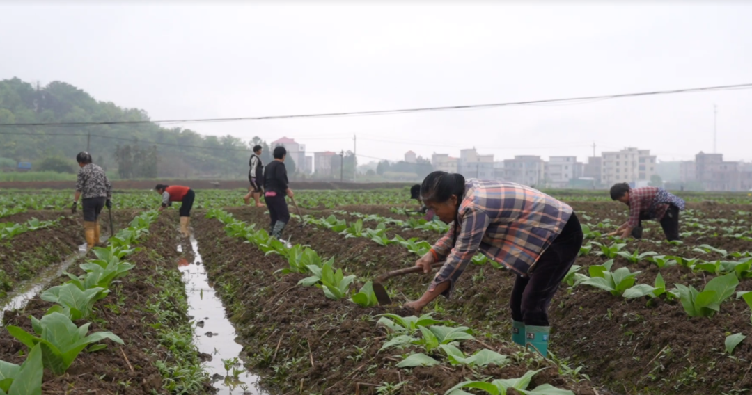 嘉禾县春管正当时：4.66万亩烟叶培土施肥工作稳步前行