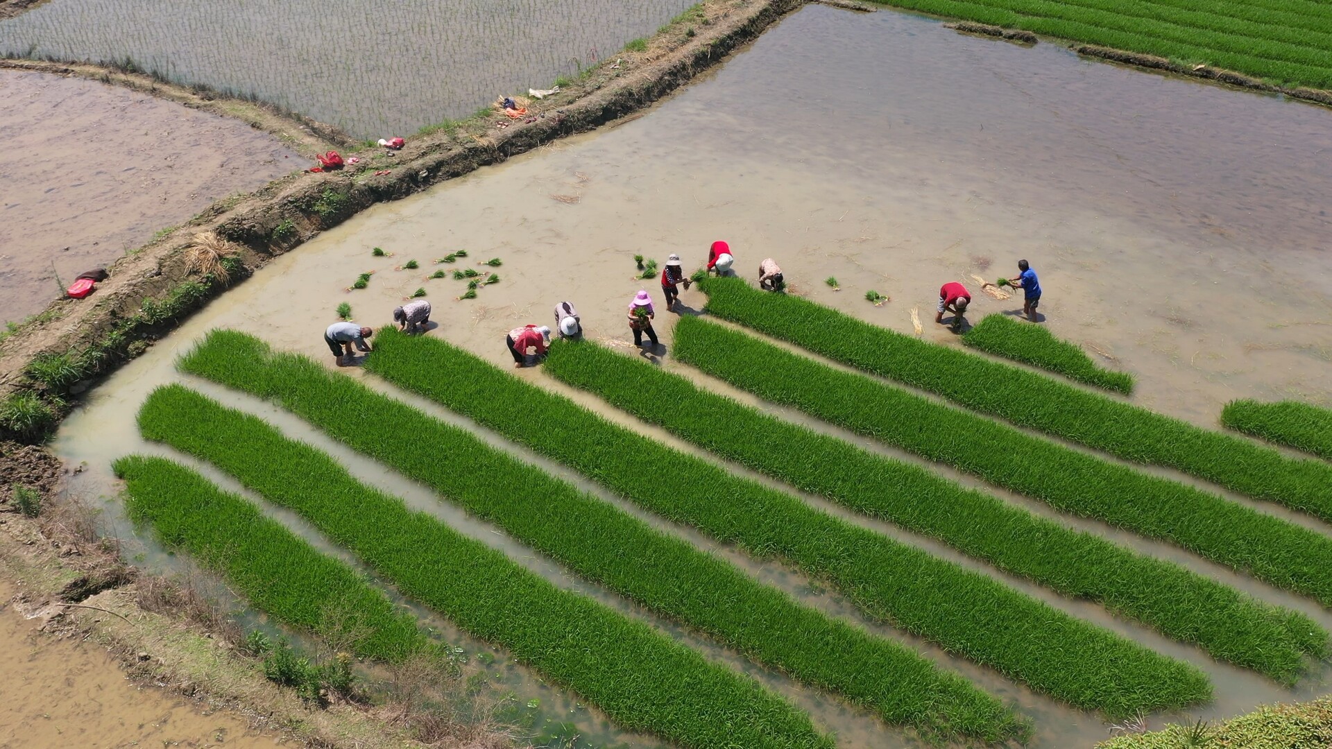 嘉禾县珠泉镇富硒村：千亩早稻栽种圆满收官，富硒产业助力粮食稳产促增收