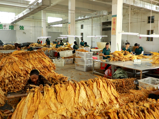 嘉禾县普满乡：精细化分级提升烟叶品质 金黄烟叶铺就增收路