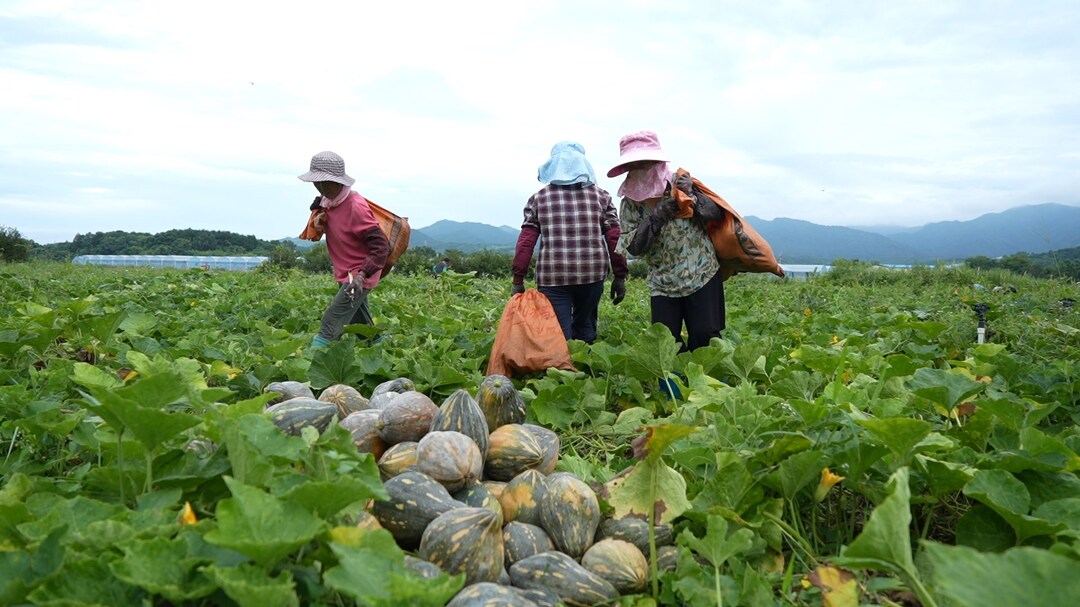 嘉禾县湘江源蔬菜基地：田间 “空中接力” 筑牢蔬菜保供防线